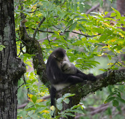 black-and-white snub-nosed monkey, rhinopithecus bieti, Stupsnasenaffe