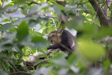 black-and-white snub-nosed monkey, rhinopithecus bieti, Stupsnasenaffe