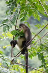 black-and-white snub-nosed monkey, rhinopithecus bieti, Stupsnasenaffe