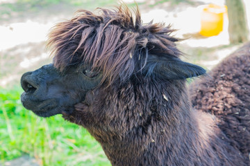 Portrait of dirty black alpaca at the farm