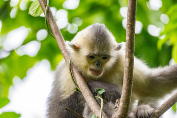 black-and-white snub-nosed monkey, rhinopithecus bieti, Stupsnasenaffe