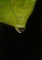 green leaf with water drops