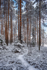 path in Magical winter New Year's forest in the snow after a snowfall. Little Christmas trees among the pines