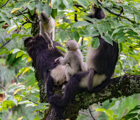 black-and-white snub-nosed monkey, rhinopithecus bieti, Stupsnasenaffe