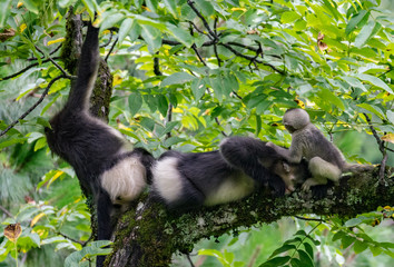 black-and-white snub-nosed monkey, rhinopithecus bieti, Stupsnasenaffe