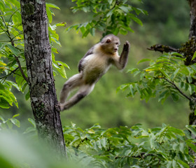 black-and-white snub-nosed monkey, rhinopithecus bieti, Stupsnasenaffe