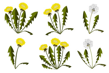 Fototapeta na wymiar Set of dandelions on white background