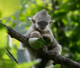 black-and-white snub-nosed monkey, rhinopithecus bieti, Stupsnasenaffe