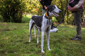 Obraz na płótnie Canvas Portrait of a happy black and white pinto Spanish Greyhound Galgo dog standing on the grass