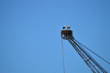 storks in the nest
