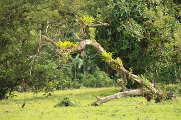 Tree Mangrove Costa Rica