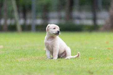 Puppy dog looking something sit on playground green yard