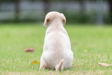 Back side view of Puppy dog siting on playground green yard © kintarapong