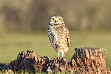 owl on branch