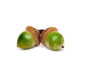 Two connected green acorns from a red oak tree isolated on white background © KQ Ferris