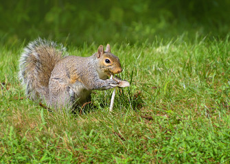 Eastern grey squirrel eating a wild mushroom
