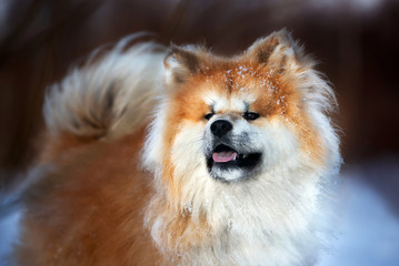 happy akita inu dog portrait - Powered by Adobe