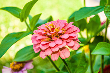 Fototapeta premium Flower