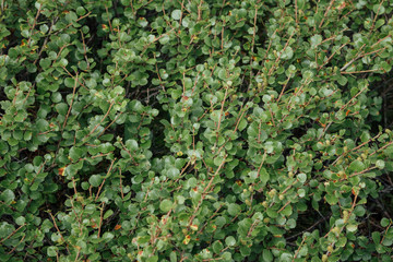 Abstract closeup of small green leaves at the bush, nature background.