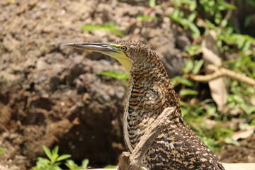 Tiger heron Cano negro Costa Rica