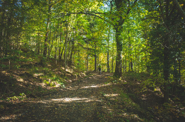 strada nella natura