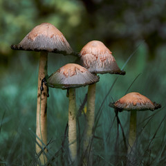 Inkcap