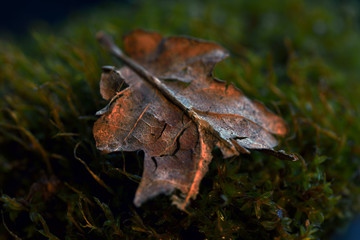 leaf at autumn, sweden