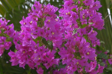 Obraz premium Flowers 2