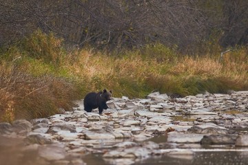 Brown bear (Ursus arctos) in the river.