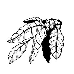 Coffee branch with leaves hand drawn vintage style design. Black and white monochrome coffee plant hand drawn line art, isolated on white clip art.