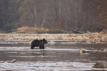 Brown bear (Ursus arctos) in the river.