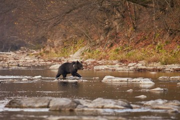 Brown bear (Ursus arctos) in the river.