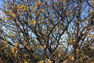 tree and sky