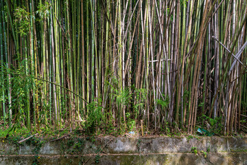  Bamboo grove in the Park