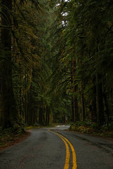 VERTICAL: Empty asphalt road leads through the haunted looking Hoh Rainforest.