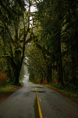 Fototapeta na wymiar VERTICAL: Scenic shot of old mossy trees surrounding the empty asphalt road.
