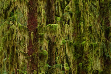 CLOSE UP: Scenic shot of mossy tree trunks and branches in a haunted forest.