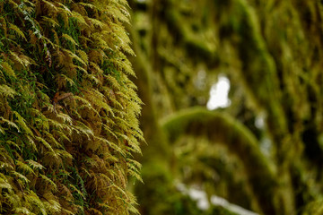 CLOSE UP: Cool rain drops get stuck on the mossy tree trunk in an old forest.