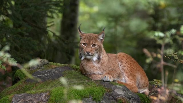 Eurasian lynx (Lynx lynx) resting on a rock in forest