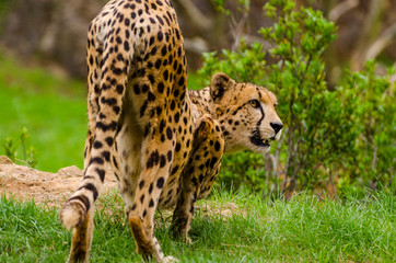 Precioso Guepardo sobre verde hierba