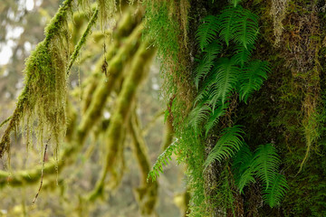 CLOSE UP, DOF: Cold rain drops get stuck on mossy tree trunk in an old forest.