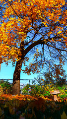 tree in autumn  spokane