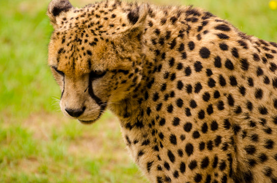 Precioso Guepardo sobre verde hierba