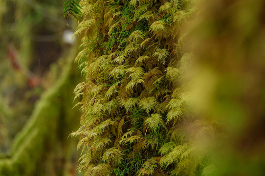 CLOSE UP: Detailed view of colorful moss covering a tree trunk in Hoh Rainforest