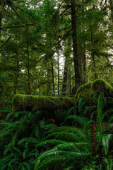 Fototapeta premium VERTICAL: Old tree chopped down in Hoh Rainforest is covered by lush green moss.
