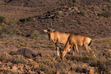 Two Cape Hartebeest (Sigmoceros Lichtensteinii) grazing in the early morning on a sunny day in the arid Karoo National Park, South Africa