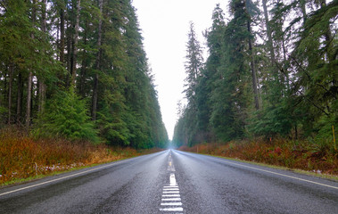 Empty asphalt highway runs through the scenic forest on the Olympic peninsula.