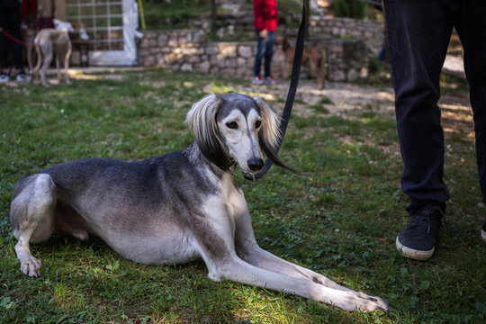 Grey and white Persian Greyhound Saluki happy dog laying on the grass portrait