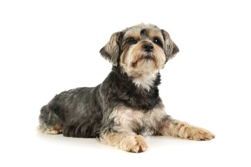 Studio shot of an adorable mixed breed dog