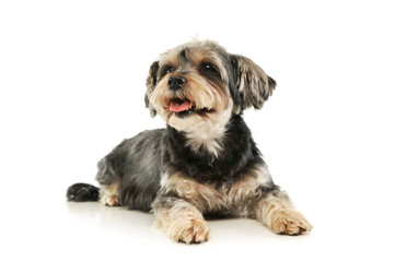 Studio shot of an adorable mixed breed dog